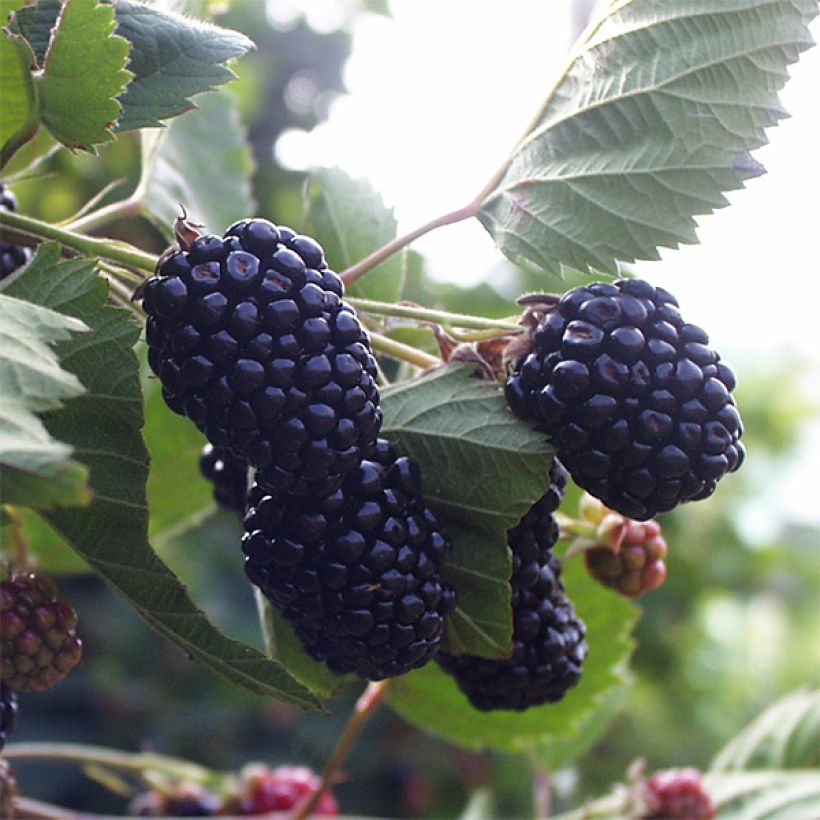 Brombeere Triple crown (Harvest)