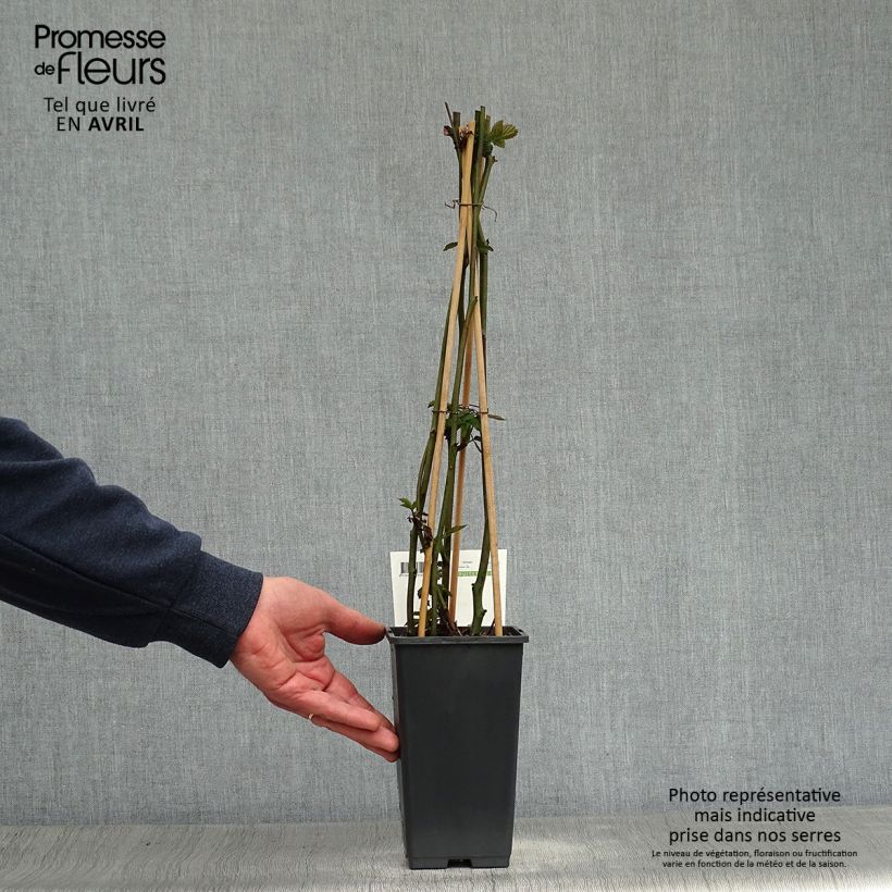 Exemplar von Brombeere Triple crown Topf mit 1,5L/2L, Strauch/Busch, mehrstämmig wie im Frühjahr geliefert