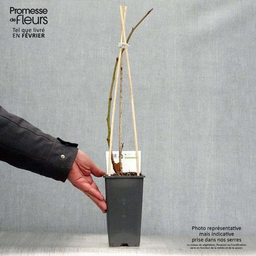 Exemplar von Brombeere Triple crown Topf mit 1,5L/2L, Strauch/Busch, mehrstämmig wie im Winter geliefert