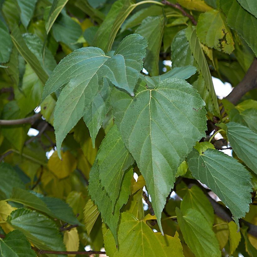 Weißer Maulbeerbaum King's White - Morus alba var. laevigata (Foliage)