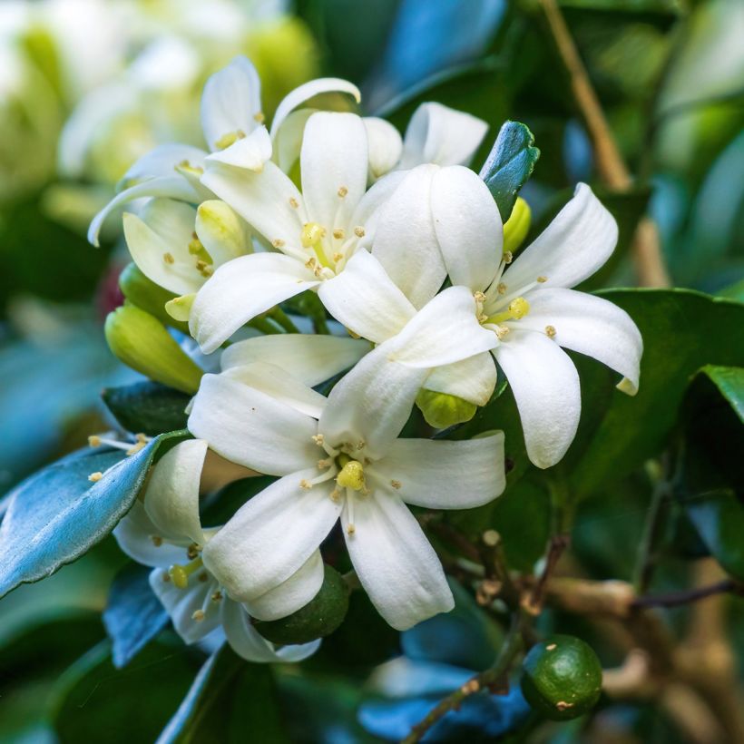 Murraya paniculata - Orangenraute (Flowering)