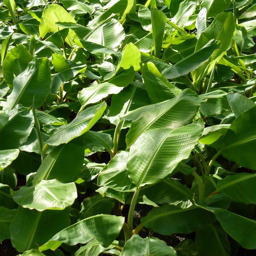 Musa basjoo - Japanische Faserbanane (Foliage)