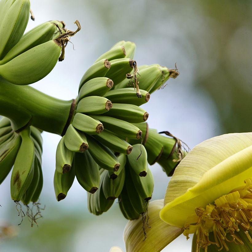 Musa basjoo - Japanische Faserbanane (Harvest)