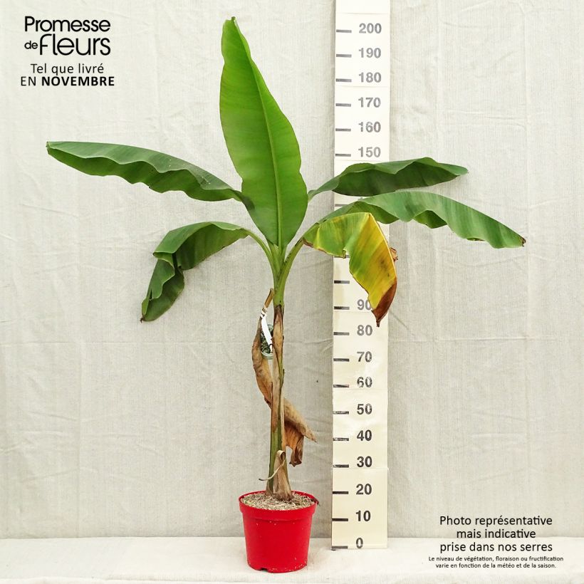 Example of Musa basjoo - Japanische Faserbanane Topf mit 4L/5L as you get in automne