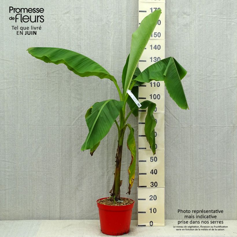Exemplar von Musa basjoo - Japanische Faserbanane Topf mit 4L/5L wie im Sommer geliefert