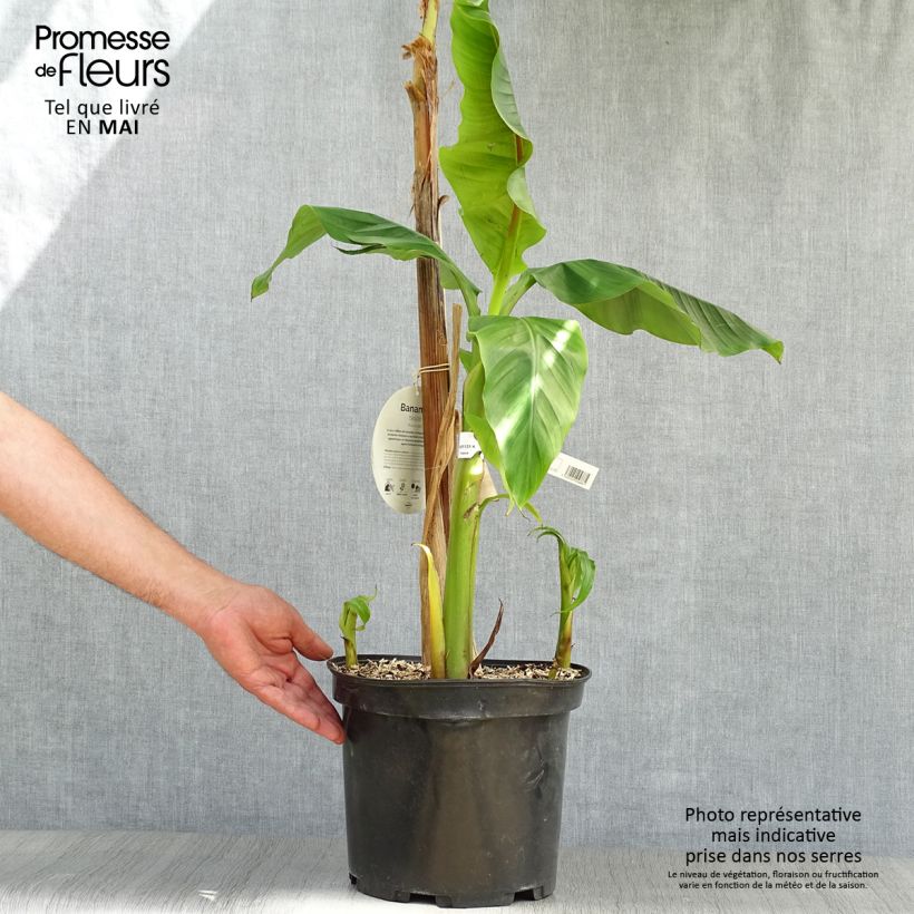 Exemplar von Musa basjoo - Japanische Faserbanane Topf mit 4L/5L wie im Frühjahr geliefert