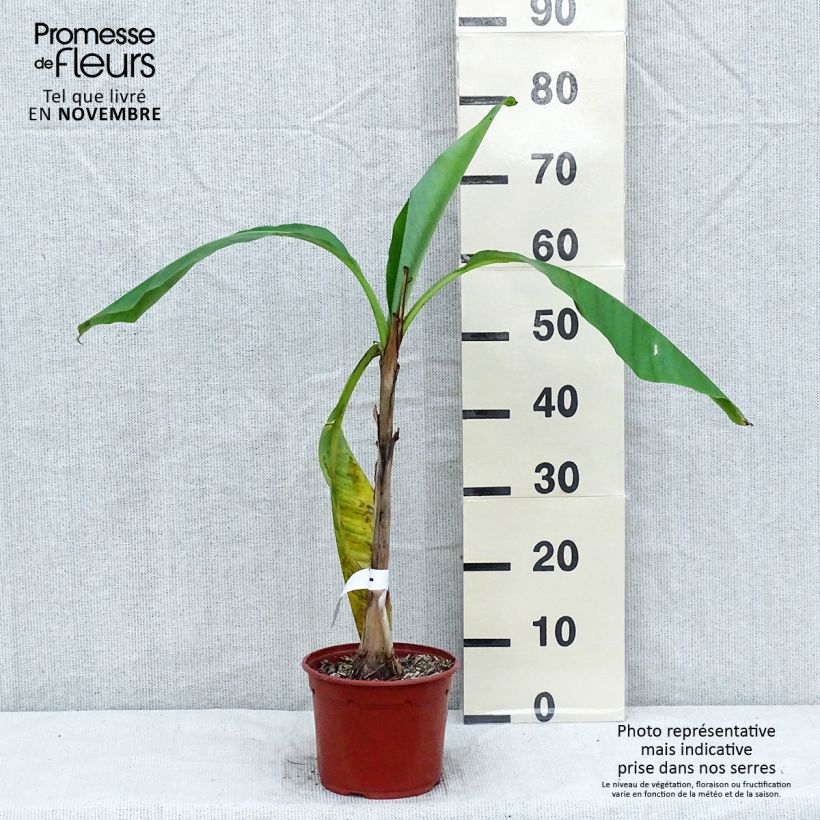 Example of Musa basjoo - Japanische Faserbanane Topf mit 1,5L/2L as you get in automne