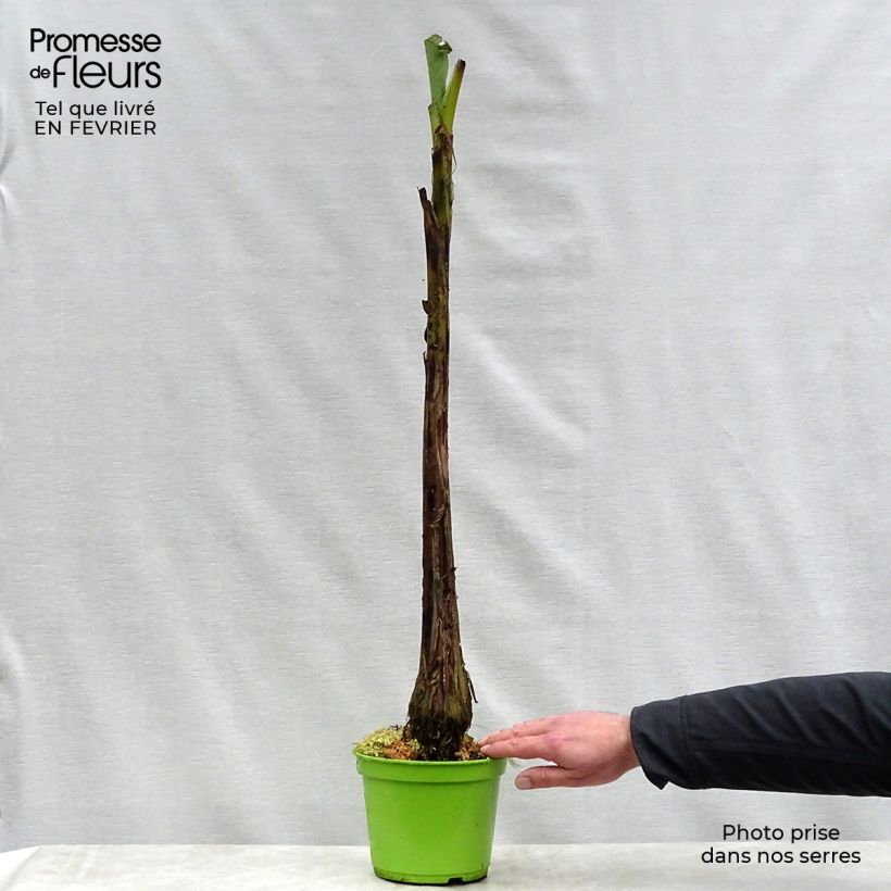 Exemplar von Musa basjoo - Japanische Faserbanane Topf mit 1,5L/2L wie im Winter geliefert