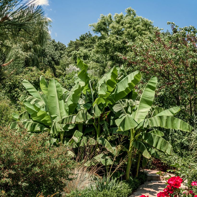 Bananenpflanze Dajiao - Musa (Plant habit)