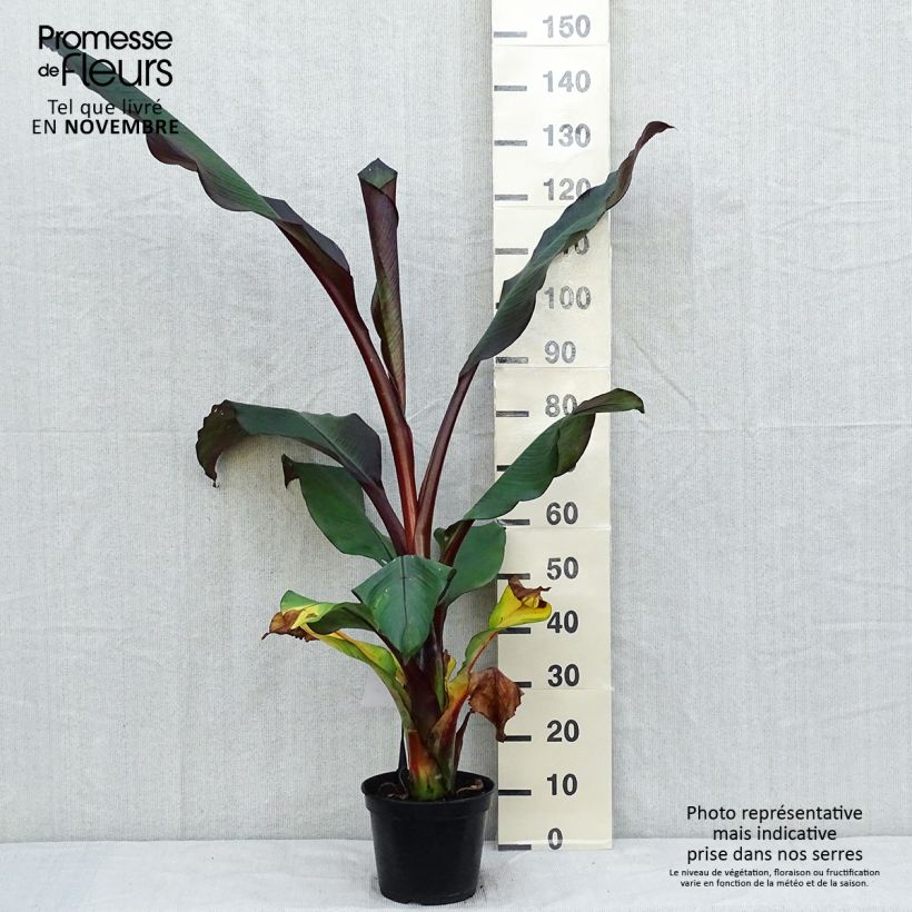Example of Ensete ventricosum Maurelii - Abessinische Banane Topf mit 7,5L/10L as you get in automne