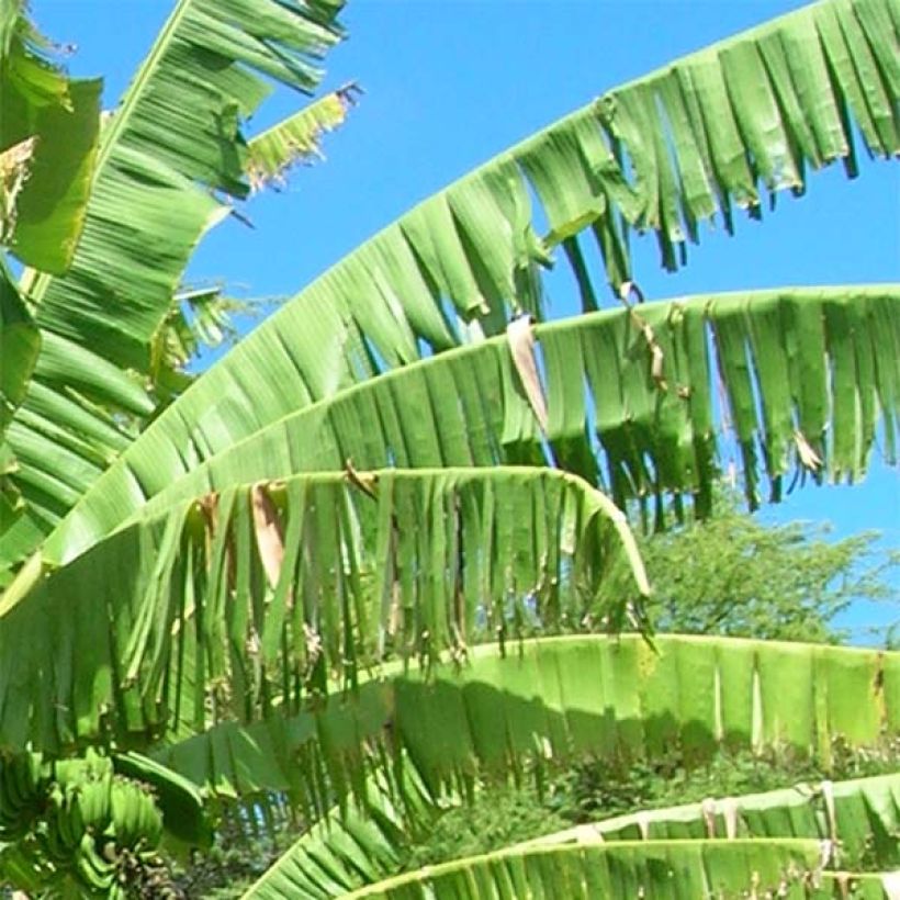 Musa itinerans var. xishuangbannaensis Mekong Giant - Blaue Burma-Banane (Foliage)