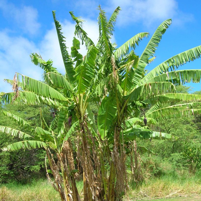 Musa itinerans var. xishuangbannaensis Mekong Giant - Blaue Burma-Banane (Plant habit)