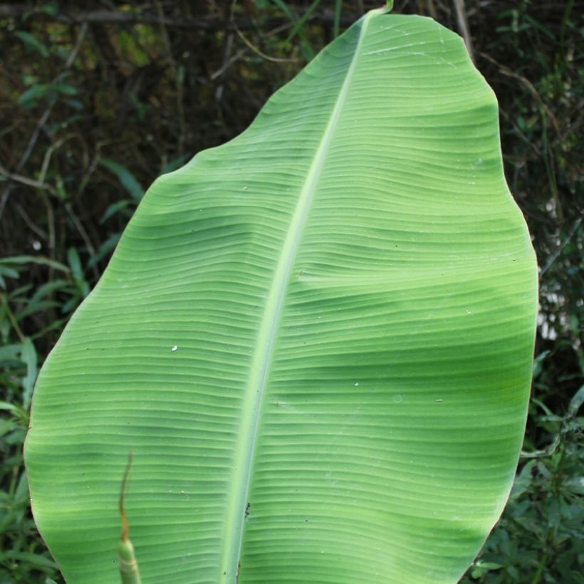 Musa basjoo Tchetchenia - Japanische Faserbanane (Foliage)