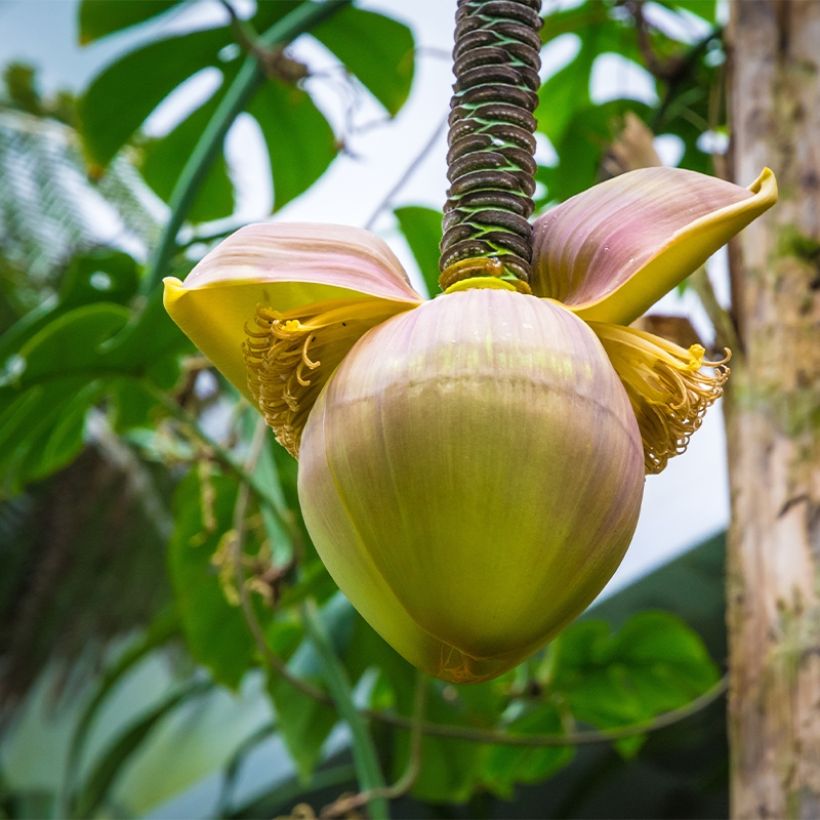 Musa basjoo Tchetchenia - Japanische Faserbanane (Flowering)