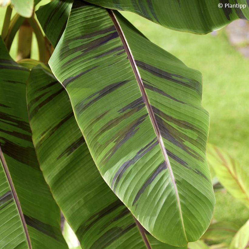 Bananenpflanze Ever Red - Musa sikkimensis (Foliage)
