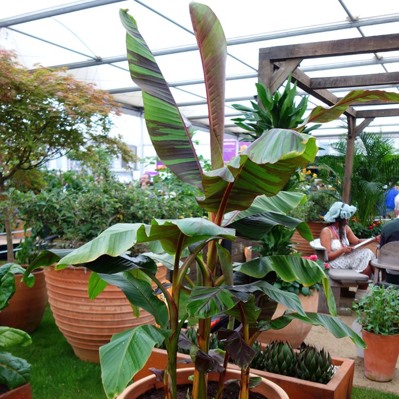 Bananenpflanze Ever Red - Musa sikkimensis (Plant habit)