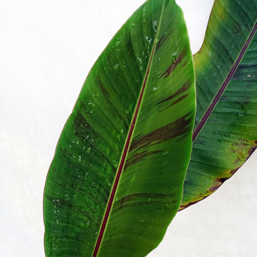 Musa sikkimensis Red Tiger - Darjeeling-Banane (Foliage)
