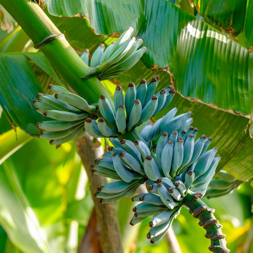 Zwerg-Essbanane Ice Cream - Musa acuminata  (Ernte)
