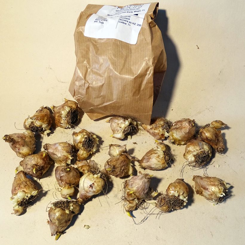 Example of Muscari aucheri Early Magic Zwiebel size 7+ as you get