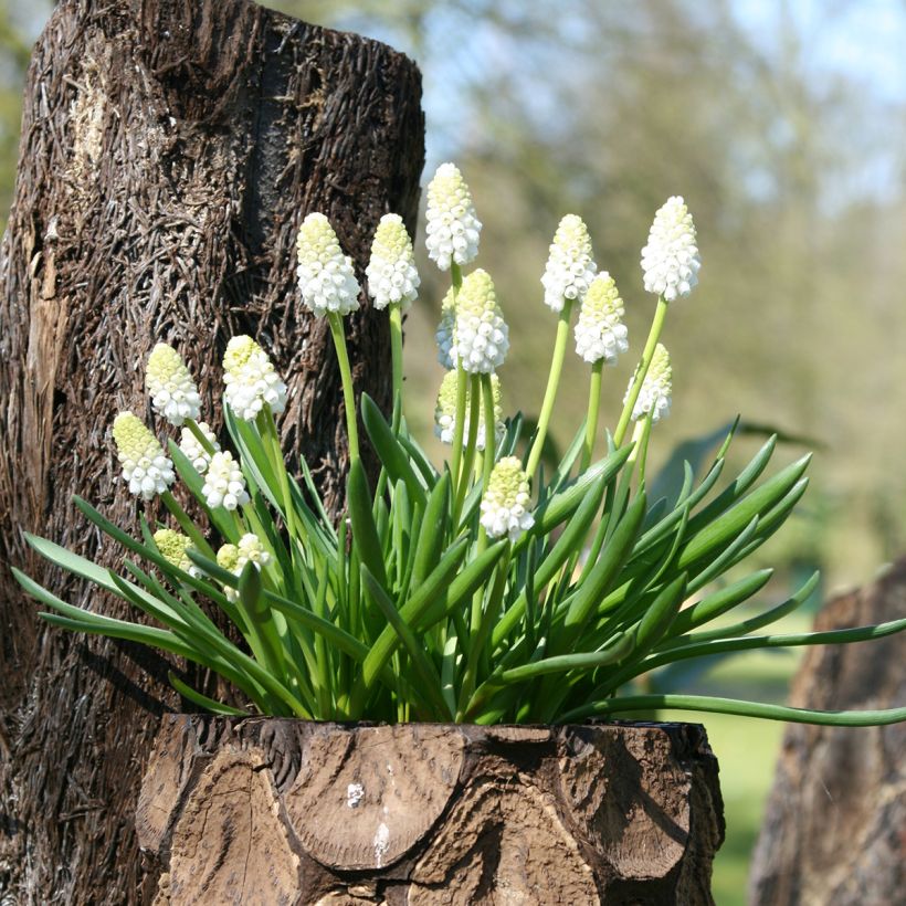 Muscari aucheri White Magic (Plant habit)