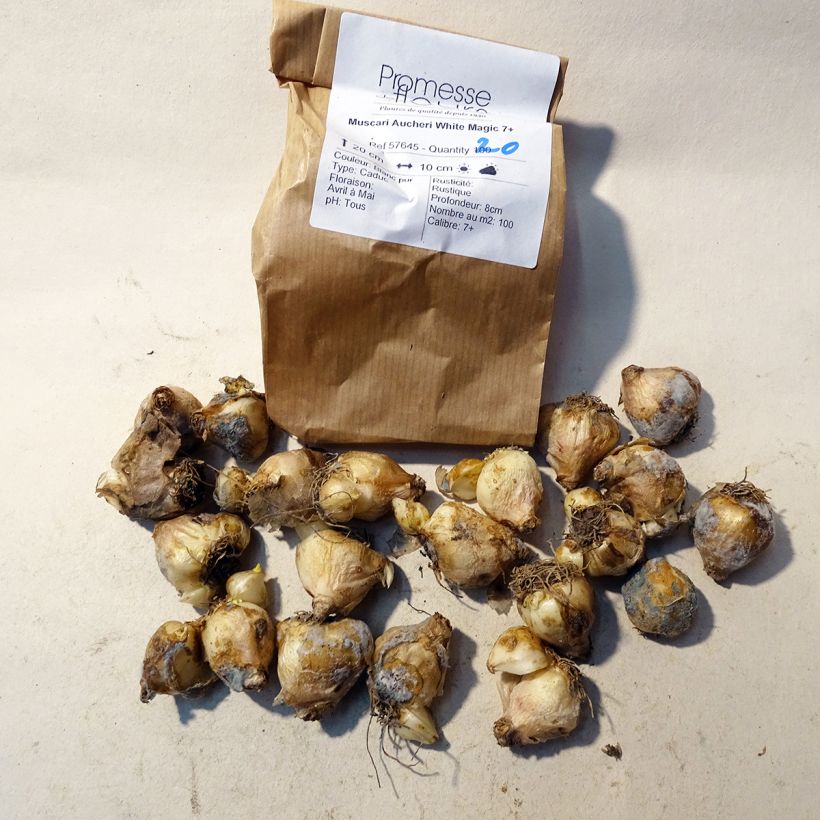 Example of Muscari aucheri White Magic Zwiebel size 7+ as you get