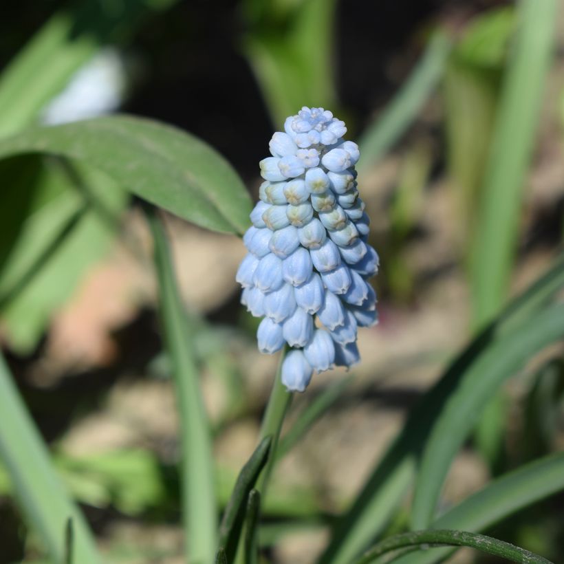 Muscari neglectum Baby's Breath (Flowering)