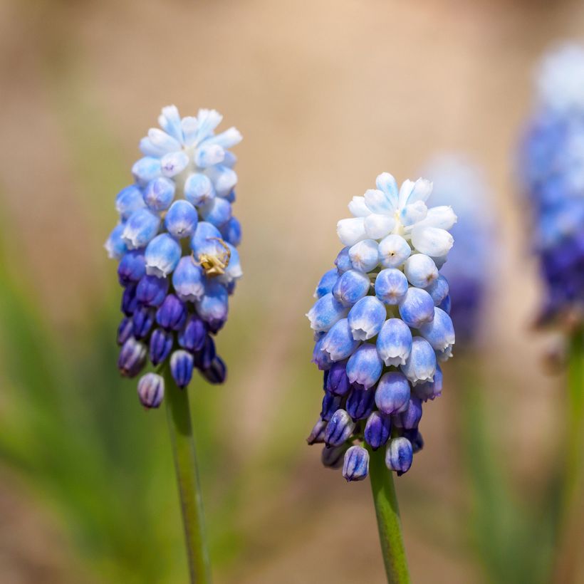 Muscari aucheri Mount Hood (Flowering)