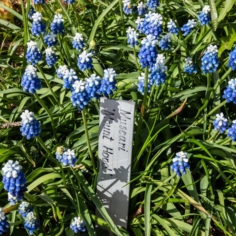 Muscari aucheri Mount Hood (Plant habit)