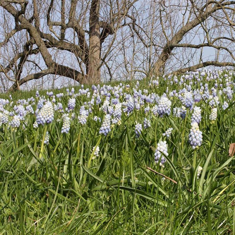 Muscari armeniacum Peppermint (Flowering)