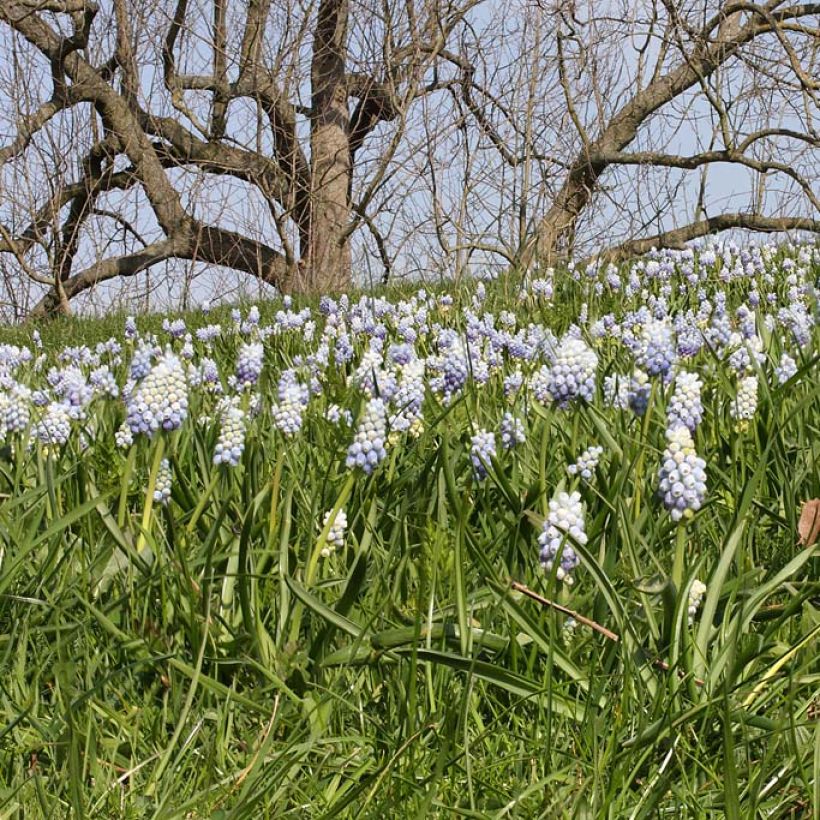 Muscari armeniacum Peppermint (Plant habit)