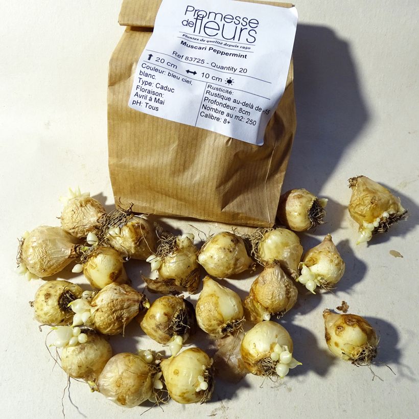Example of Muscari armeniacum Peppermint Zwiebel size 7+ as you get