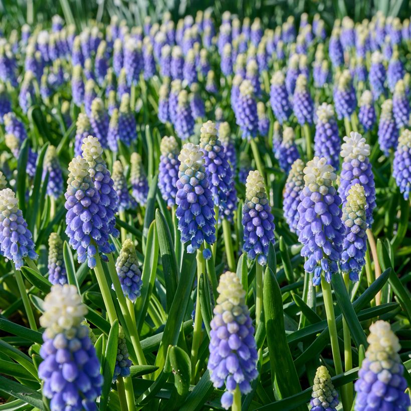 Muscari Touch of Snow - Traubenhyazinthe (Flowering)