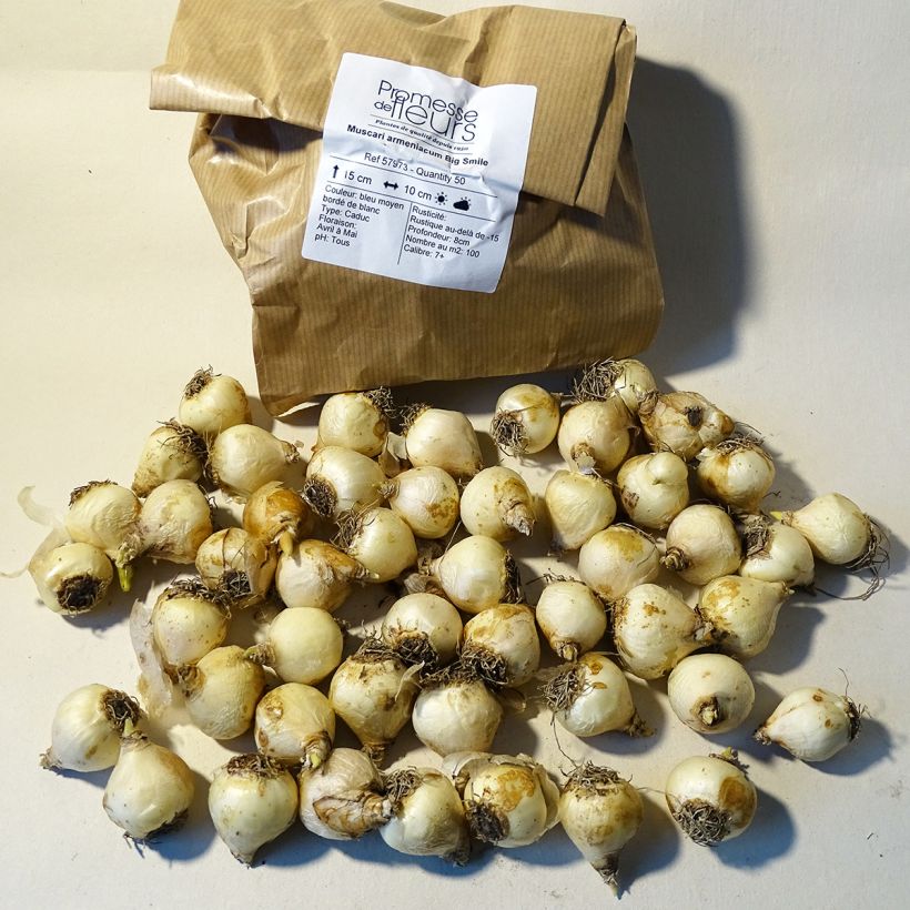 Example of Muscari armeniacum Big Smile Zwiebel size 8+ as you get