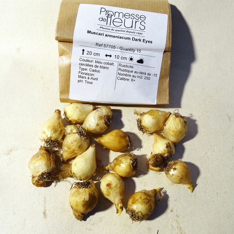 Example of Muscari armeniacum Dark Eyes Zwiebel size 6+ as you get