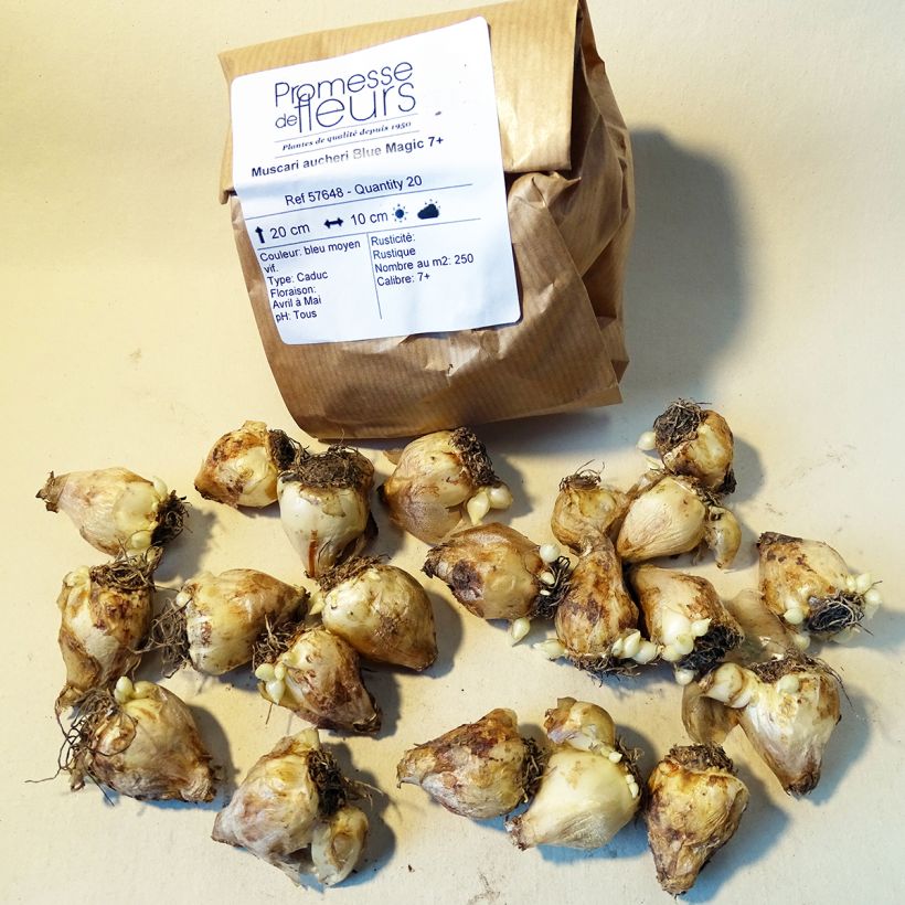Example of Muscari aucheri Blue Magic Zwiebel size 7+ as you get