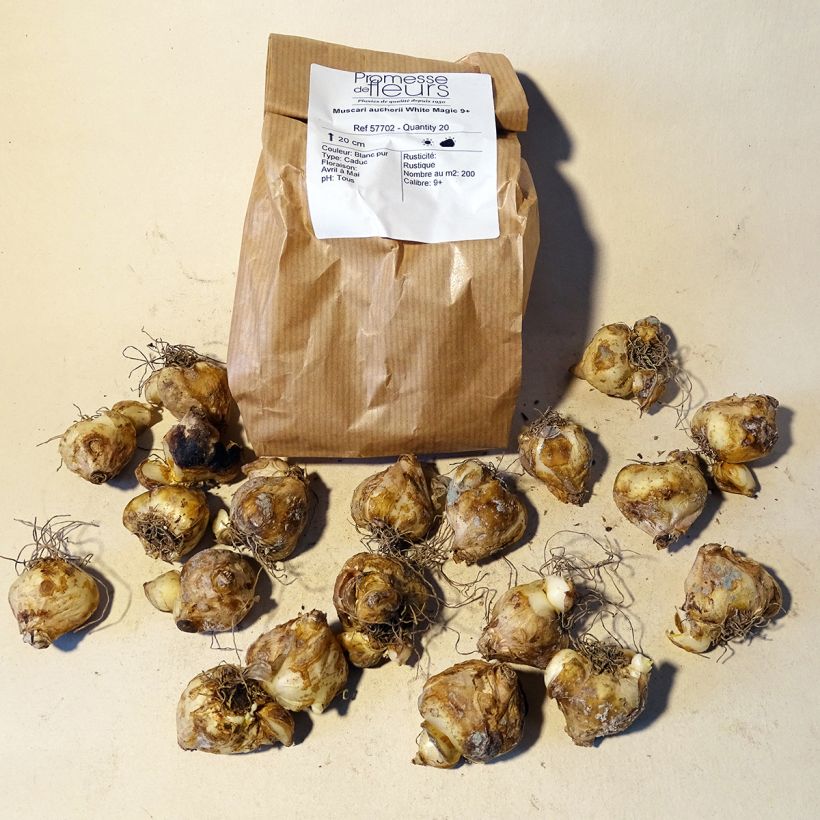 Example of Muscari aucheri White Magic Zwiebel size 9+ as you get
