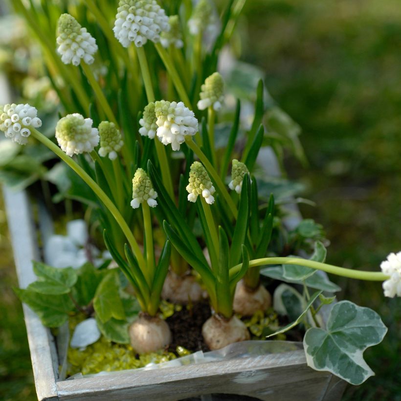 Muscari botryoides Album - Kleine Traubenhyazinthe (Plant habit)