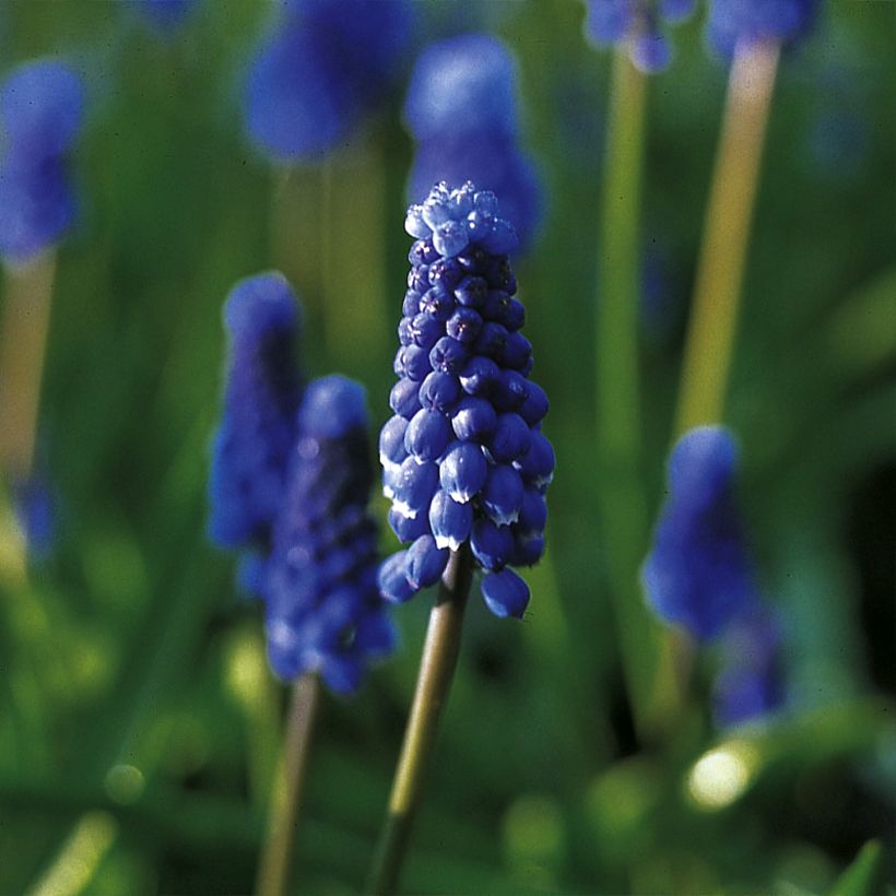 Muscari botryoides Superstar - Kleine Traubenhyazinthe (Flowering)