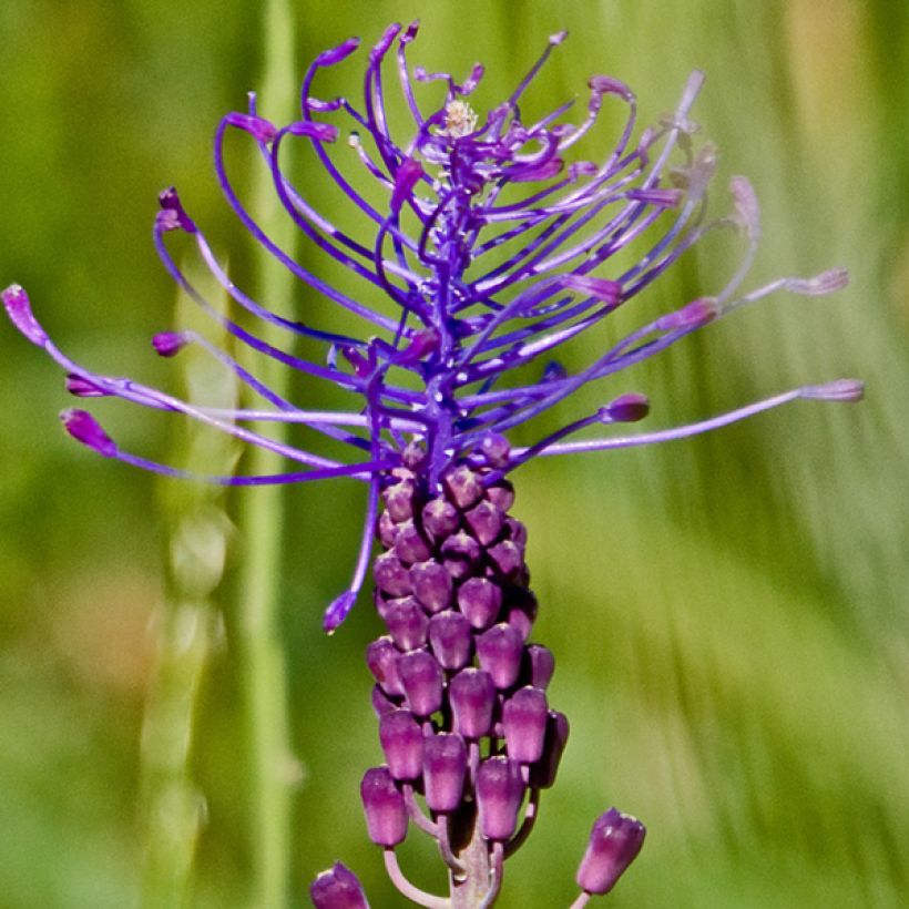 Muscari comosum - Schopfige Traubenhyazinthe (Flowering)