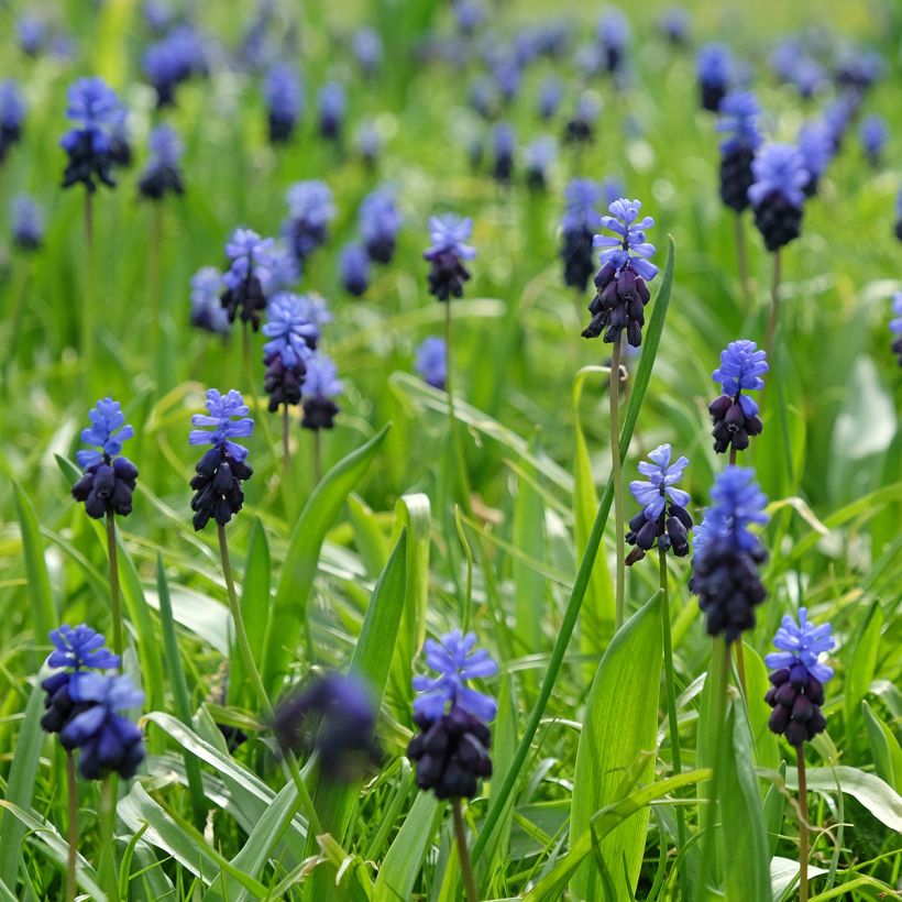 Muscari latifolium - Breitblättrige Traubenhyazinthe (Plant habit)