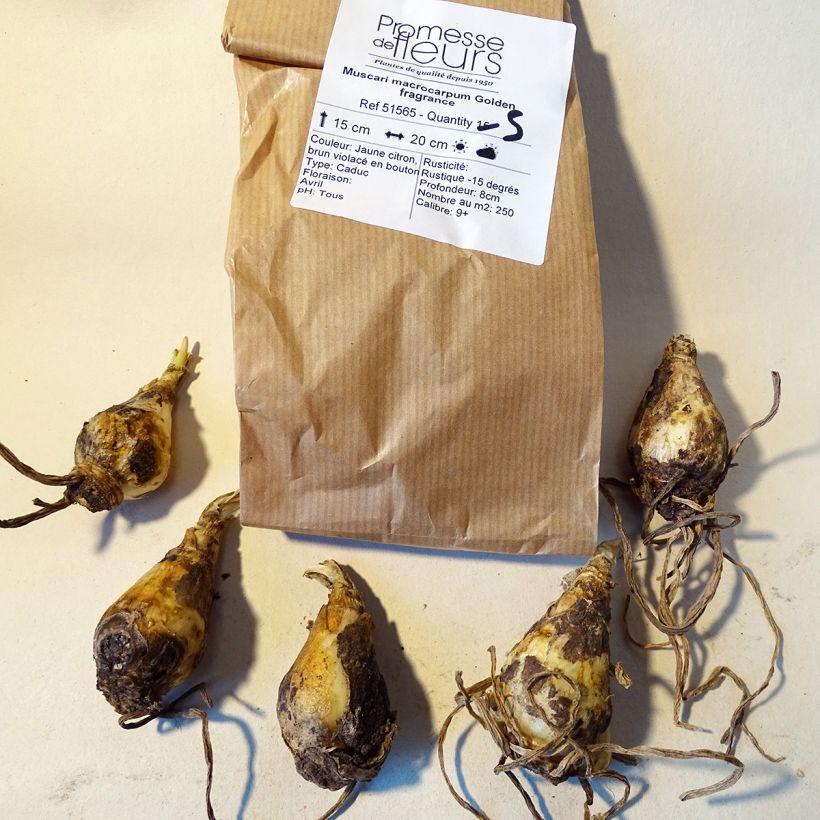 Example of Muscari macrocarpum Golden fragrance - Großfrüchtige Traubenhyazinthe Zwiebel size 9+ as you get