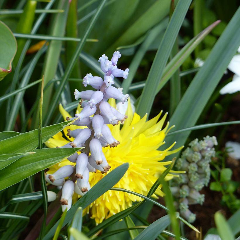 Muscari muscarimi (racemosum) - Traubenhyazinthe (Flowering)