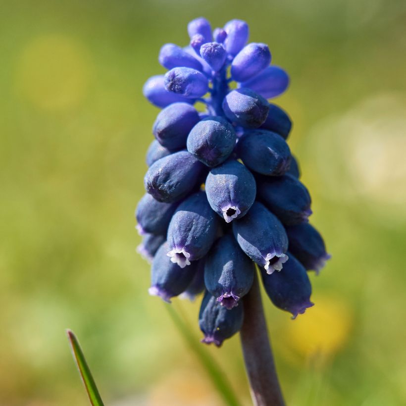 Muscari neglectum - Weinbergs-Traubenhyazinthe (Flowering)