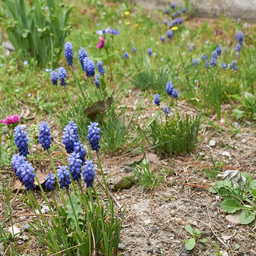 Muscari neglectum - Weinbergs-Traubenhyazinthe (Plant habit)