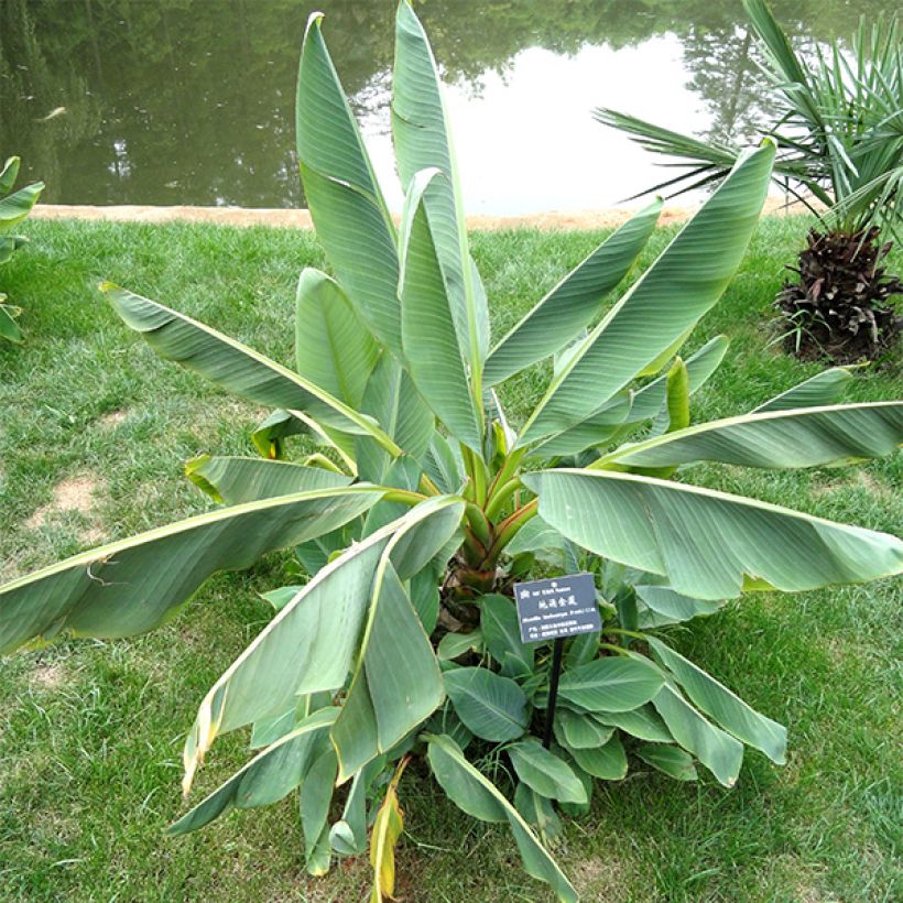 Musella lasiocarpa - Goldene Lotus Banane (Foliage)