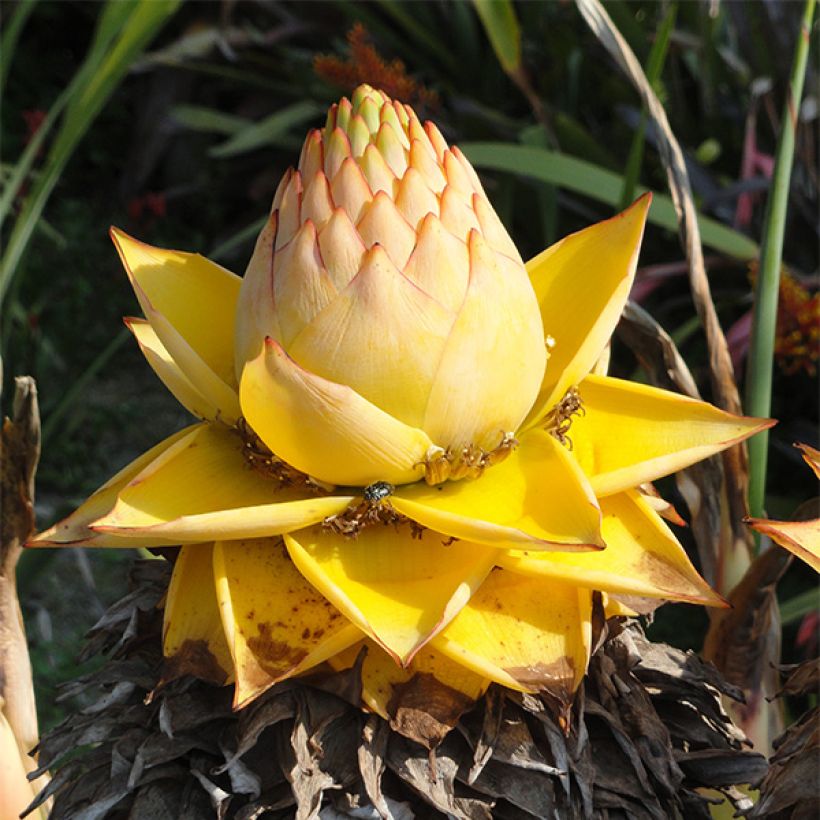 Musella lasiocarpa - Goldene Lotus Banane (Flowering)