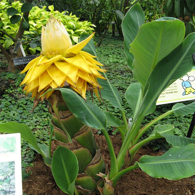 Musella lasiocarpa - Goldene Lotus Banane (Plant habit)