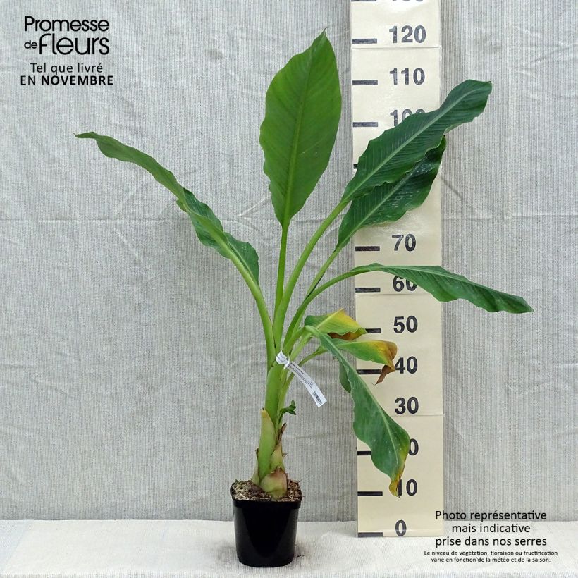 Example of Musella lasiocarpa - Goldene Lotus Banane Topf mit 2L/3L as you get in automne