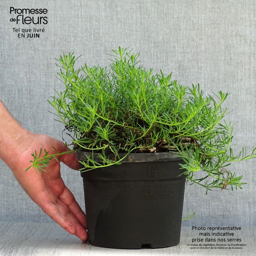 Example of Myoporum parvifolium Fleurs roses - Myoporie Topf mit 3L/4L as you get in ete