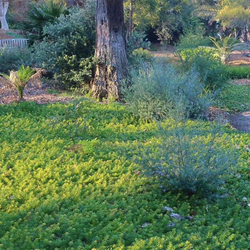 Myoporum parvifolium White - Myoporie (Plant habit)